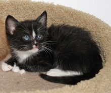 [picture of Charlie, a Domestic Short Hair black/white\ cat] 