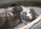A picture of #NS03887: Clover a Domestic Short Hair dilute calico