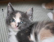 [another picture of Clover, a Domestic Short Hair dilute calico\ cat] 