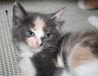 [picture of Clover, a Domestic Short Hair dilute calico cat]