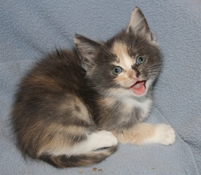 [picture of Clover, a Domestic Short Hair dilute calico cat]