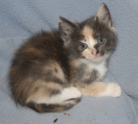 [picture of Clover, a Domestic Short Hair dilute calico cat]