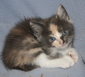 [picture of Clover, a Domestic Short Hair dilute calico cat]
