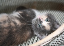 [picture of Clover, a Domestic Short Hair dilute calico\ cat] 