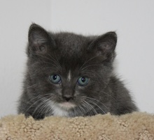 [another picture of Capri, a Domestic Short Hair gray/white\ cat] 