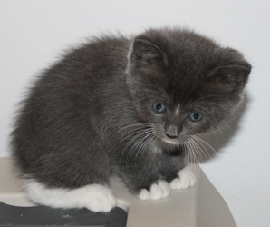 [picture of Capri, a Domestic Short Hair gray/white cat]