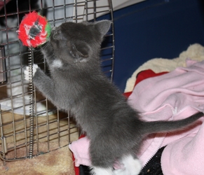 [picture of Capri, a Domestic Short Hair gray/white cat]