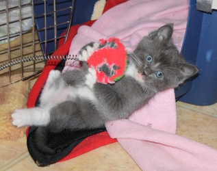 [picture of Capri, a Domestic Short Hair gray/white cat]