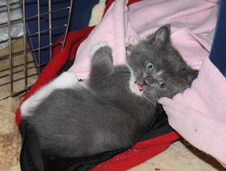 [picture of Capri, a Domestic Short Hair gray/white cat]