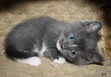 [picture of Capri, a Domestic Short Hair gray/white\ cat] 