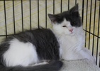 A picture of #NS03891: Flyffy a Domestic Medium Hair gray/white