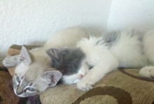 [another picture of Flyffy, a Domestic Medium Hair gray/white\ cat] 