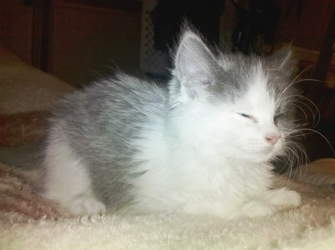 [picture of Flyffy, a Domestic Medium Hair gray/white cat]