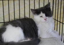 [picture of Flyffy, a Domestic Medium Hair gray/white\ cat] 
