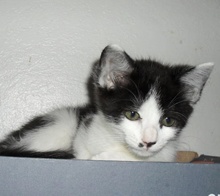 [another picture of Minshi, a Domestic Short Hair black/white\ cat] 