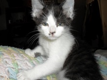 A picture of #NS03892: Minshi a Domestic Short Hair black/white