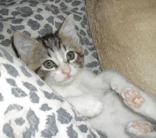 [another picture of Chelsea, a Domestic Short Hair tabby/white\ cat] 