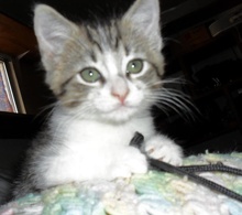 [picture of Chelsea, a Domestic Short Hair tabby/white\ cat] 