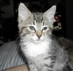 A picture of #NS03894: Toby a Domestic Short Hair tabby/white