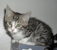 A picture of #NS03895: Fiona a Domestic Short Hair tabby/white
