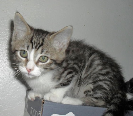 exotic shorthair tabby pure white exotic shorthair tabby pure white