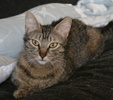 A picture of #NS03898: Lilly a Domestic Short Hair brown tabby