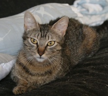 [another picture of Lilly, a Domestic Short Hair brown tabby\ cat] 