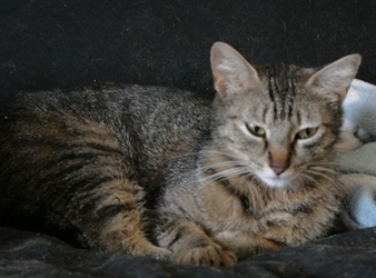 [picture of Lilly, a Domestic Short Hair brown tabby cat]