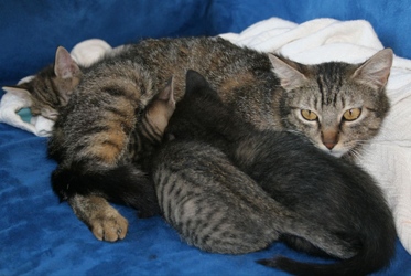 [picture of Lilly, a Domestic Short Hair brown tabby cat]