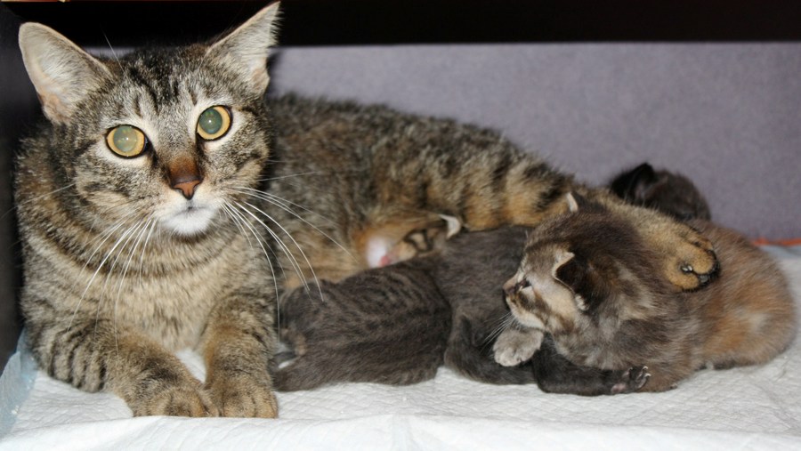 [picture of Lilly, a Domestic Short Hair brown tabby cat]