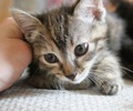 A picture of #NS03901: Sabrina a Domestic Short Hair dilute tortoiseshell