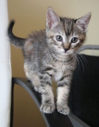 [picture of Sabrina, a Domestic Short Hair dilute tortoiseshell cat]
