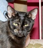 A picture of #NS03902: Belle Mariee FKA Sootica a Domestic Short Hair tortoiseshell