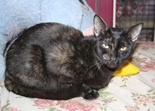 [another picture of Belle Mariee FKA Sootica, a Domestic Short Hair tortoiseshell\ cat] 