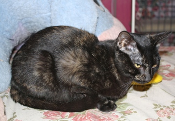 [picture of Belle Mariee FKA Sootica, a Domestic Short Hair tortoiseshell cat]