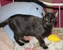 [picture of Belle Mariee FKA Sootica, a Domestic Short Hair tortoiseshell\ cat] 