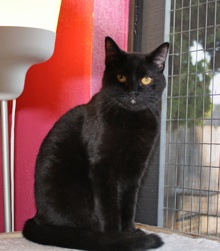 [another picture of Binky, a Domestic Short Hair black\ cat] 