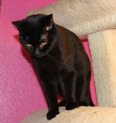 [picture of Binky, a Domestic Short Hair black cat]