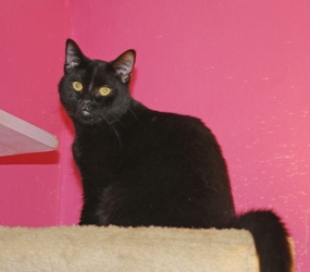 [picture of Binky, a Domestic Short Hair black cat]