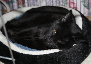 [picture of Binky, a Domestic Short Hair black cat]