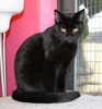 [picture of Binky, a Domestic Short Hair black\ cat] 