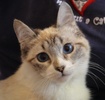 A picture of #NS03907: Halley FKA Hime a Siamese/Domestic Short Hair-x lynx point