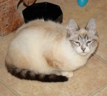 [another picture of Halley FKA Hime, a Siamese/Domestic Short Hair-x lynx point\ cat] 