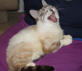 [picture of Halley FKA Hime, a Siamese/Domestic Short Hair-x lynx point cat]