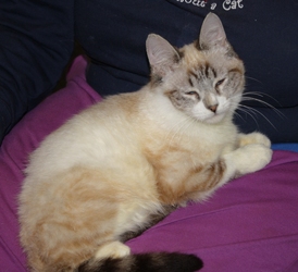 [picture of Halley FKA Hime, a Siamese/Domestic Short Hair-x lynx point cat]