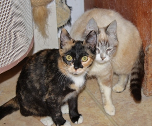 [picture of Halley FKA Hime, a Siamese/Domestic Short Hair-x lynx point cat]