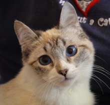 [picture of Halley FKA Hime, a Siamese/Domestic Short Hair-x lynx point\ cat] 