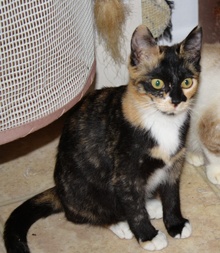 [another picture of Cleo, a Domestic Short Hair calico\ cat] 