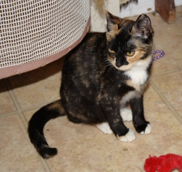 [picture of Cleo, a Domestic Short Hair calico cat]