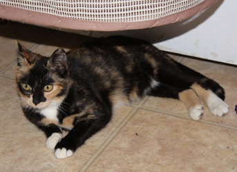 [picture of Cleo, a Domestic Short Hair calico cat]